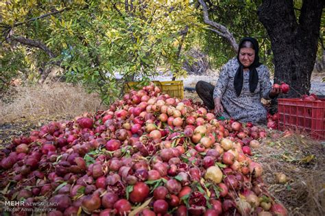  The Pomegranate Garden: Ein düsteres Meisterwerk iranischer Kriminalistik